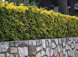 Several varieties of evergreen euonymus shrubs are available for sale, each with a unique coloration that makes them interesting focal points or backdrops in a landscape setting. Buy Euonymus Hedging Euonymus Japonicus Hedging Plants Hopes Grove Nurseries