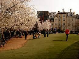 Guide to the DMV's Most Loved Dog Parks - Friendship Hospital for Animals