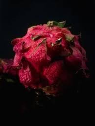 Jul 08, 2020 · buah naga kaya akan antioksidan yang baik bagi kesehatan tubuh. Jelly Ginjur Fauzyseptian00 Profil Pinterest