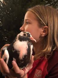While caring for countless birbs, Palomacy's amazing Bird Care Coordinator,  Jill McMurchy, fell flat-out in love with fierce, tiny Figurita pigeon  Gremblin. Then Gremblin wooed incoming foster, Cloudy, with his outsized  passion.