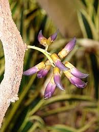 Image result for Mucuna poggei