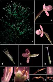 Image result for Canscora diffusa