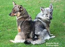 14 Woofs And Wags Ideas Dogs Puppies Cute Dogs