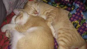 Sebab kucing tidak bisa menghitung usia kandungannya sendiri sehingga anda harus membantu mencatatnya. Masa Kehamilan Kucing Yang Harus Anda Ketahui Ayo Budidaya