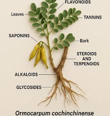 Image result for Ormocarpum