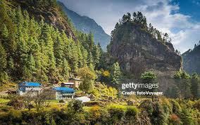 Image result for Helixanthera verruculosa