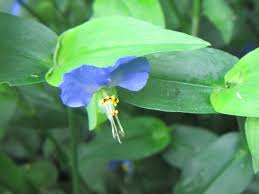 Image result for Commelina purpurea