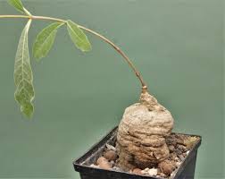 Image result for Raphionacme madiensis