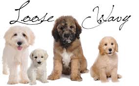 Goldendoodle dogs, standard, petite and miniature sizes. Coat Types Teddybear Goldendoodles