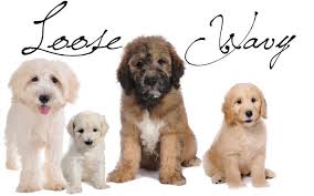 What is a teddybear goldendoodle? Coat Types Teddybear Goldendoodles