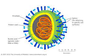 They are much smaller than the bacteria. Virus Strains Science Learning Hub
