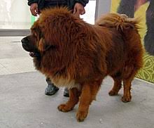 Originating with the nomads of tibet, nepal, china and central asia as a guardian dog, the giant breed tibetan yan huang international kennel provides customers the best #tibetanmastiff #puppies for sale at affordable prices. Tibetan Mastiff Wikipedia