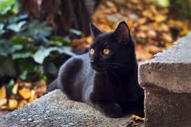 Is 320 a good gre score? CuriozitÄƒÈ›i Despre Pisicile Negre