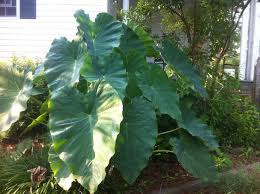 Colocasia esculenta, llamada comúnmente taro, pituca o malanga, es una especie de plantas de la familia de las aráceas. Colocasia Esculenta Mammoth 1l Turn It Tropical