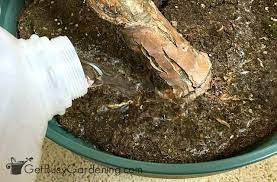 Advice and tips on how to garden. How To Get Rid Of Fungus Gnats In Houseplants Soil Get Busy Gardening