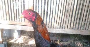 Ayam jenis ini selalu dikaitkan dengan kota tuban, jawa timur diyakini sebagai kota yang berperan dalam perkembangan ayam aduan. Ribdufofovlk M