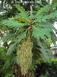 Image result for Bocconia