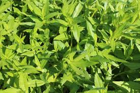 Image result for Guizotia