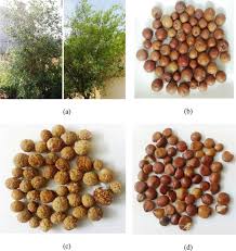 Image result for Ziziphus abyssinica