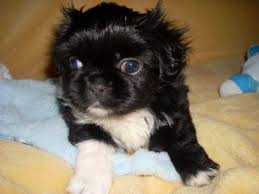 Contact the dog breeders below for pekingese puppies for sale. Pekingese Puppies For Sale