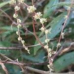 Image result for Anisophylleaceae