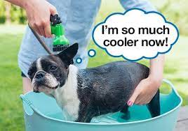 13 Tricks To Cool Down Your Dog In Hot Weather