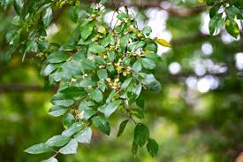 Image result for Ulmaceae