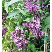 Image result for Kleinia abyssinica