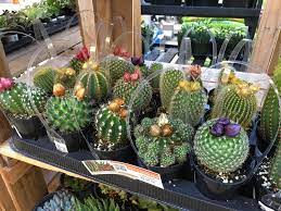 Coral cactus rarely becomes rootbound in a pot. Dear Homedepot Please Stop Hot Gluing Fake Flowers To Cacti Succulents