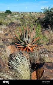 Image result for Aloe littoralis