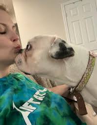 Anabel - Austin Bulldog Rescue