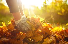 If your lawnmower has a grass catcher, fall is the time to unhook it. Ask Eartha What Should I Do With All The Leaves In My Yard High Country Conservation Center