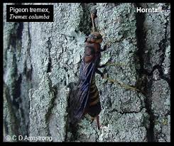 The pigeon horntail wasp is a huge wasp species even larger than the metricus wasp or the executioner wasp. Horntails Home And Garden Ipm From Cooperative Extension University Of Maine Cooperative Extension