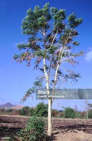 Image result for Albizia procera