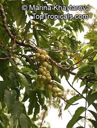 Image result for Aphanamixis