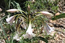 Image result for Crinum macowanii