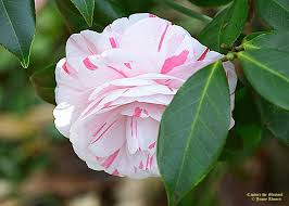 Pin On Camellias