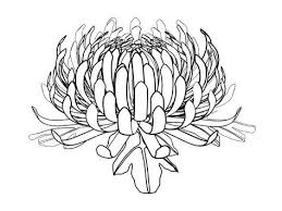 Free printable chrysanthemum coloring pages and download free chrysanthemum coloring pages along with coloring pages for other activities and coloring sheets. Pin By Luiza Goga On Desen Drawings Sketches Coloring Pages 1594377 Png Images Pngio