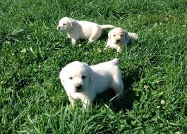 Adorable champagne/white lab puppies available. Silver Labrador Puppies For Sale Pennsylvania