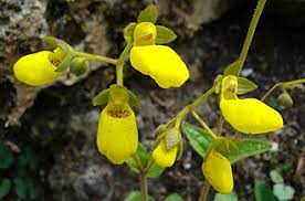 Image result for Calceolariaceae
