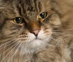 Learn more about this friendly, gentle cat breed. Hypoallergenic Cats For Adoption
