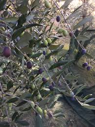 Is olive garden open on thanksgiving 2017. Lovingly Cared The Whole Year Around Olive Harvest 2017 Olive Harvest Olive Gardens Old Trees