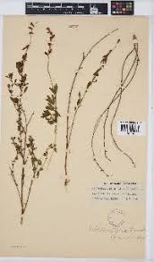 Image result for Melolobium