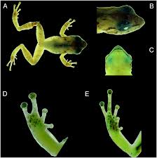 Image result for Pristimantis nankints