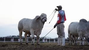 In south africa, the brahman was introduced to the beef cattle scene in 1954 when mr jurgen crantz imported eight males and ten females from texas, usa. Sa Brahman 2018 Highlights Youtube
