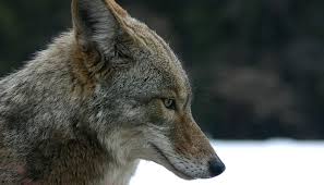 Who brings food for coyote offspring? Urban Coyotes Eat Lots Of Cats And Human Garbage Study Of Their Poop Reveals