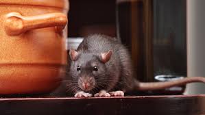 In addition to insect pest control, fort worth tx based fort worth pest & termite eradicates and prevents other household, agricultural and industrial most of our services include a double money back guarantee. Is There Good Money In Pest Control City Pest Solutions