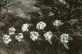 Image result for Holarrhena floribunda