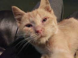 This little kitten is one of the kittens that was taken to the shelter a  number of weeks ago. So many of the factory kittens are poorly, but this  little chap is