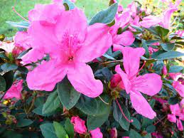 Autumn Sangria Encore Azalea Plants Azalea Flower Ornamental Plants